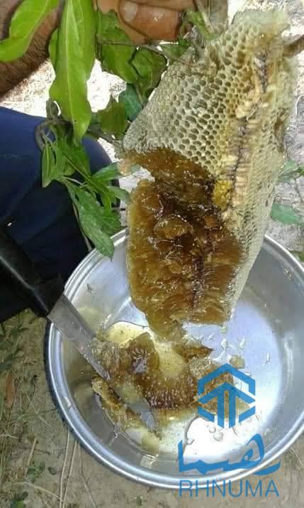 تفاوت عسل وحشی و عسل زنبور های فارمی