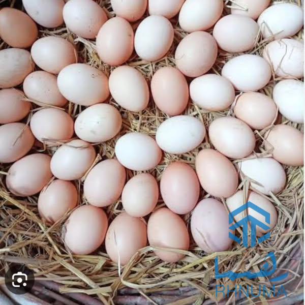 تخم‌های وطنی و خانگی – تازه، طبیعی و مقوی!