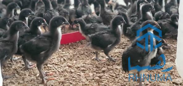 مرغ‌های نژاد فیومی و استارلوپ