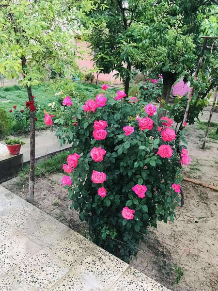 🔳 حویلی کرایی / مساحت 9 بسوه
